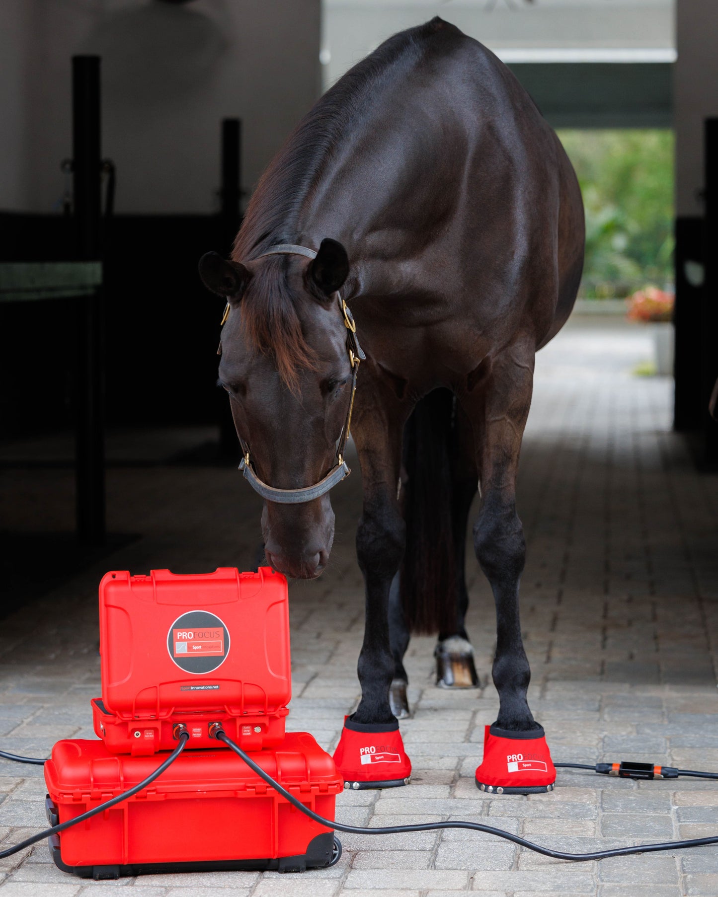 Sportinnovations PEMF pro focus Hoof Boots & Plates hoeven schoenen hoef magneet circulatie verwarmen paard pony blessure artrose spieren weefsel cellen herstellen dierenarts wellness ontsteking ontstoken doorbloeding beweging soepeler benen pees blessure pezen weefsel gat herstellen help hele lichaam sterk beste best wellness luxe paard aan