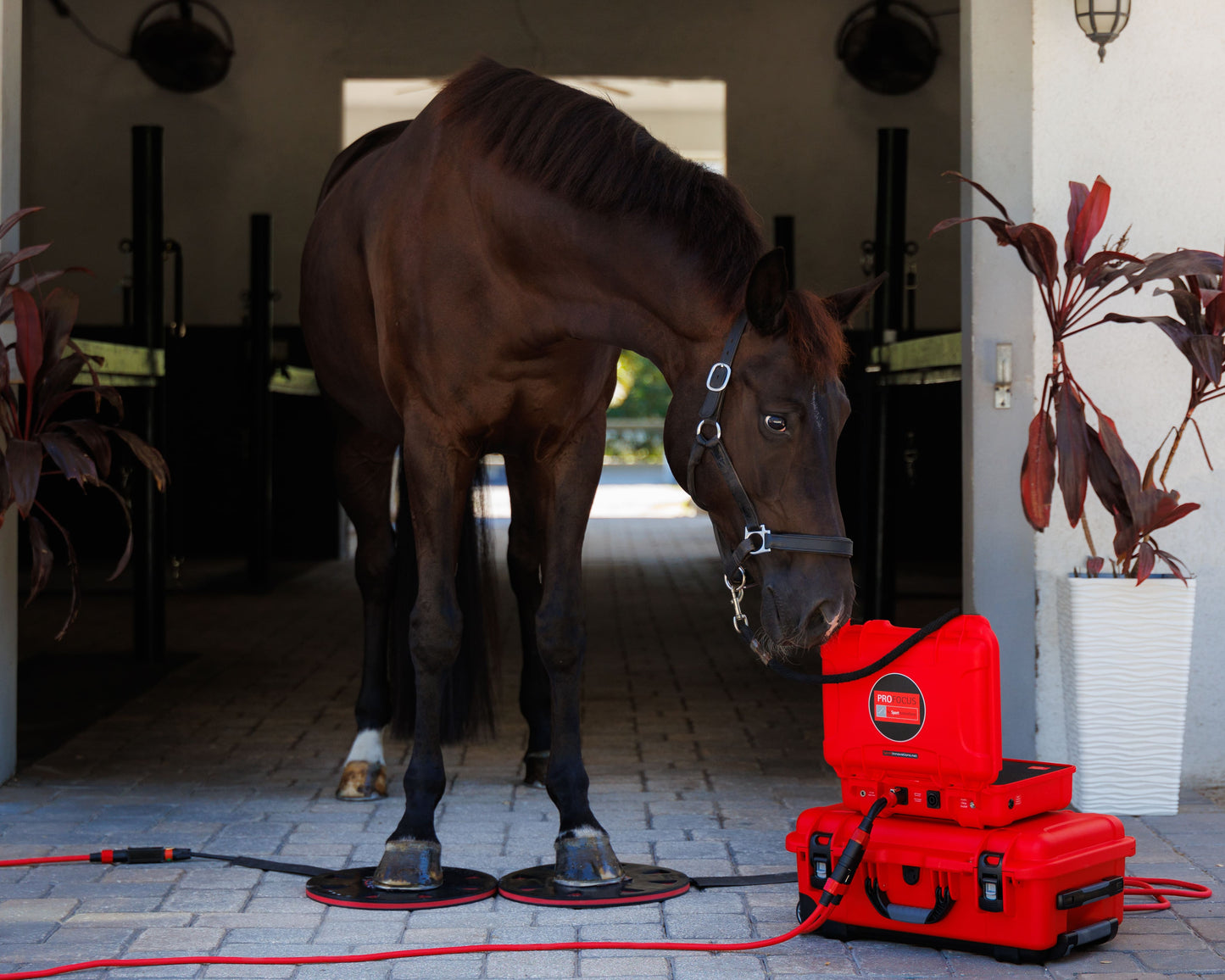 Sportinnovations PEMF pro focus Hoof Boots & Plates hoeven schoenen hoef magneet circulatie verwarmen paard pony blessure artrose spieren weefsel cellen herstellen dierenarts wellness ontsteking ontstoken doorbloeding beweging soepeler benen pees blessure pezen weefsel gat herstellen help hele lichaam sterk beste best wellness luxe paard aan op staan