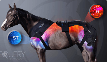 Equery NMES blanket Includes Free Introductory Appointment spieropbouw paard pony pees blessure deken toestel stroomschokjes herstel spieren dierenars doorbloeding warming up cooling down trainen gespierd