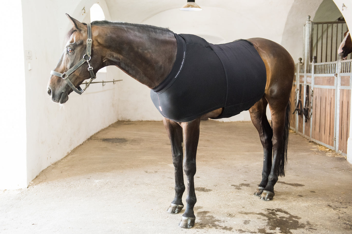 Vetoflex Recovery Herina belt Stable