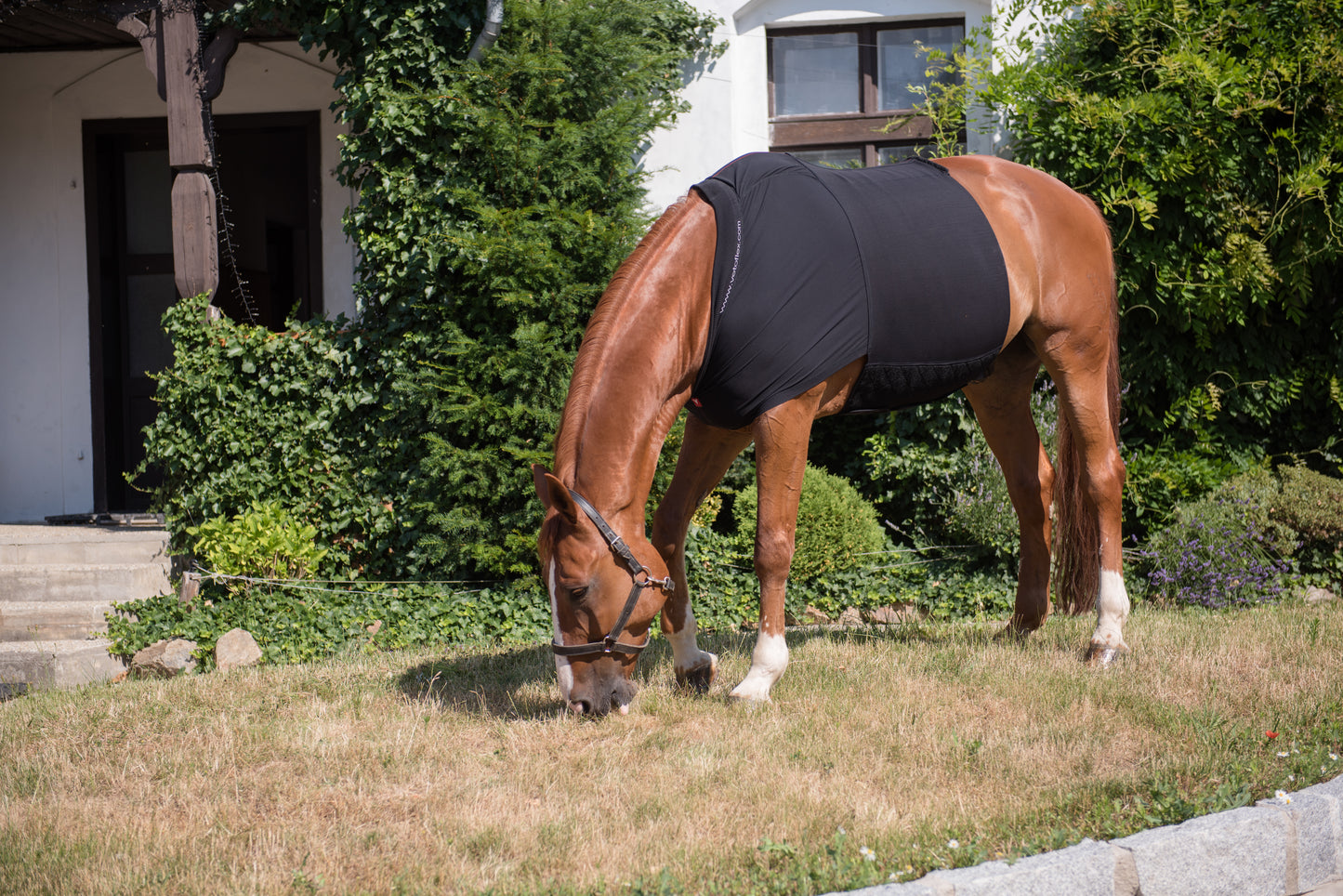 Vetoflex Recovery colic belt stable