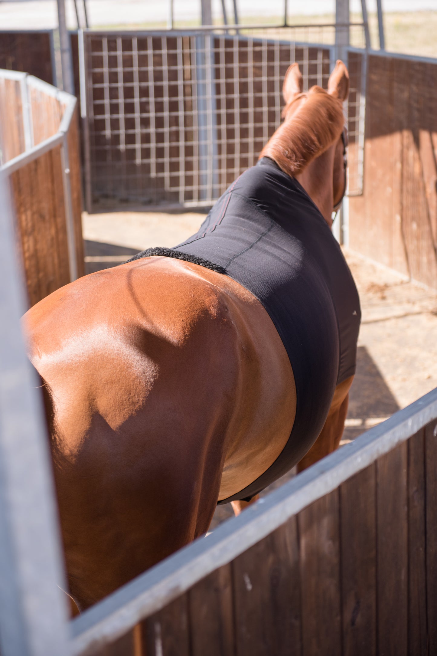 Vetoflex Recovery colic belt stable