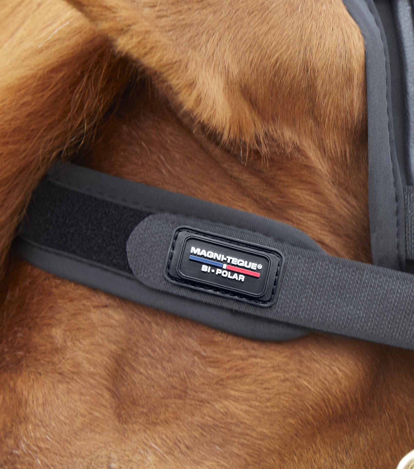 Premier Equine MAGNETIC Browband